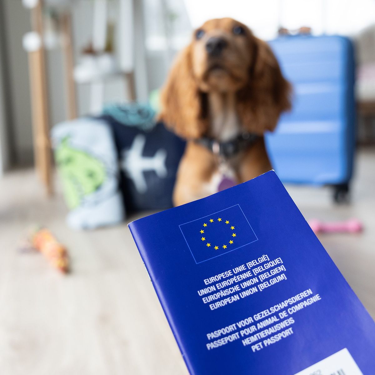 Avrupa / Schengen Vizesi Nedir? Nasıl Alınır?
