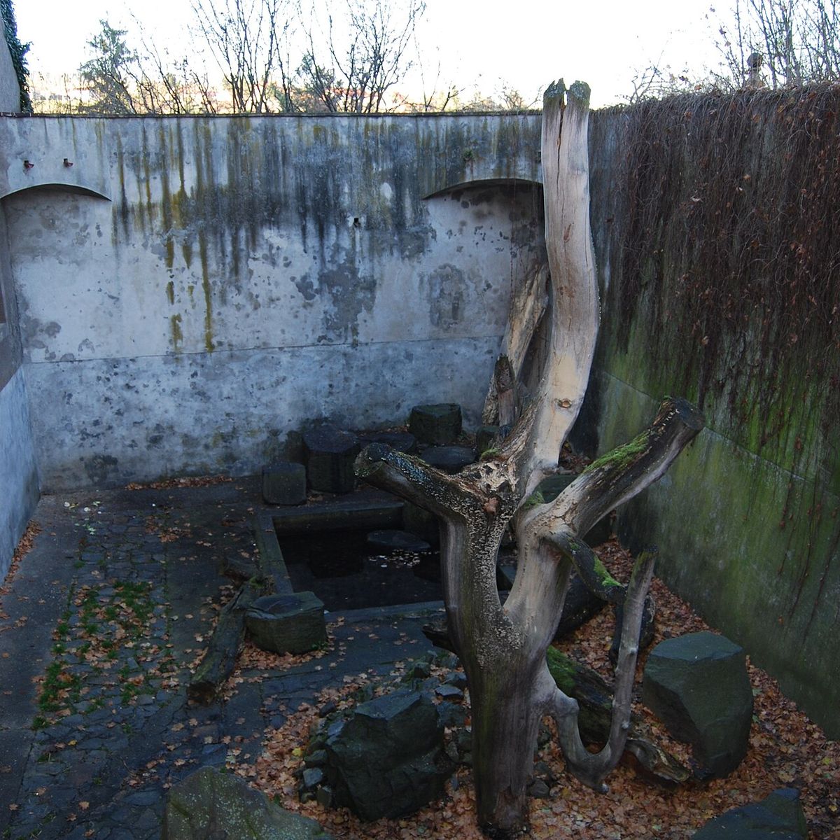 Bir Kalede Ayılar: Český Krumlov’un 400 Yıllık Hendek Gelene