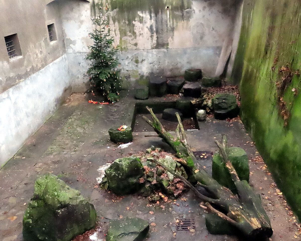 Bir Kalede Ayılar: Český Krumlov’un 400 Yıllık Hendek Gelene
