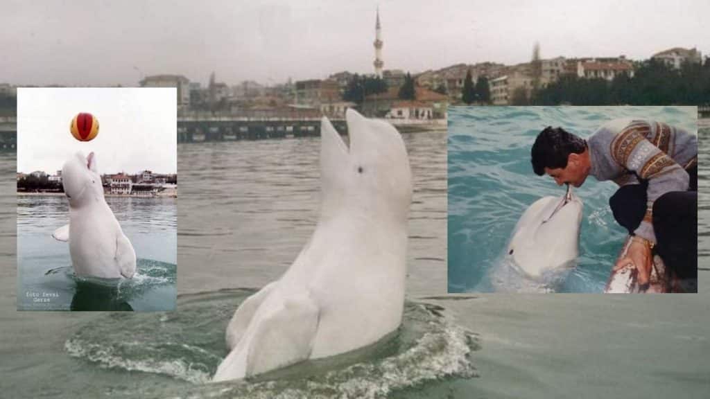 Sinop’un Beyaz Balinası: Aydın’ın Efsanevi Hikayesi